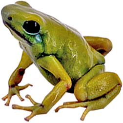 El Oro Auratus